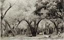 Cameroon