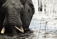 One Hundred Elephants