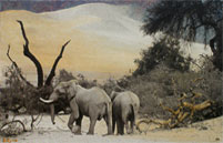 Black & White Elephants