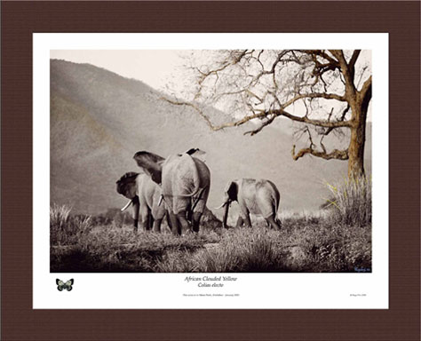 African Clouded Yellow