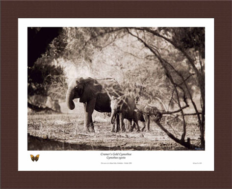 Cramer's Gold Cymothoe