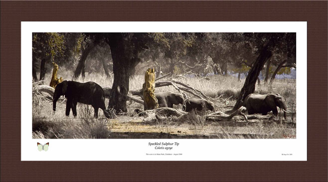 Speckled Sulphur Tip