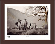 African Clouded Yellow